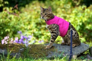 Pink Escape Proof Cat Harness and Lead